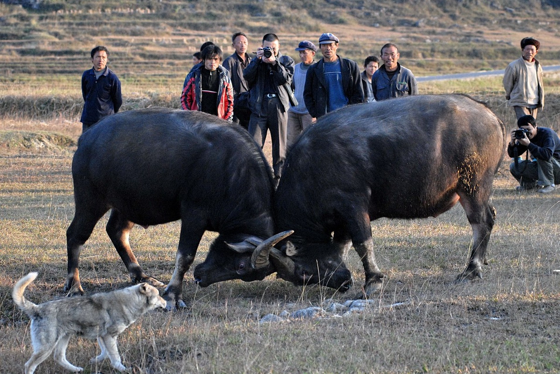 传统斗牛竞技比赛,融合文化的激情对抗的简单介绍 传统斗牛竞技比赛,融合文化的激情对抗的简单介绍