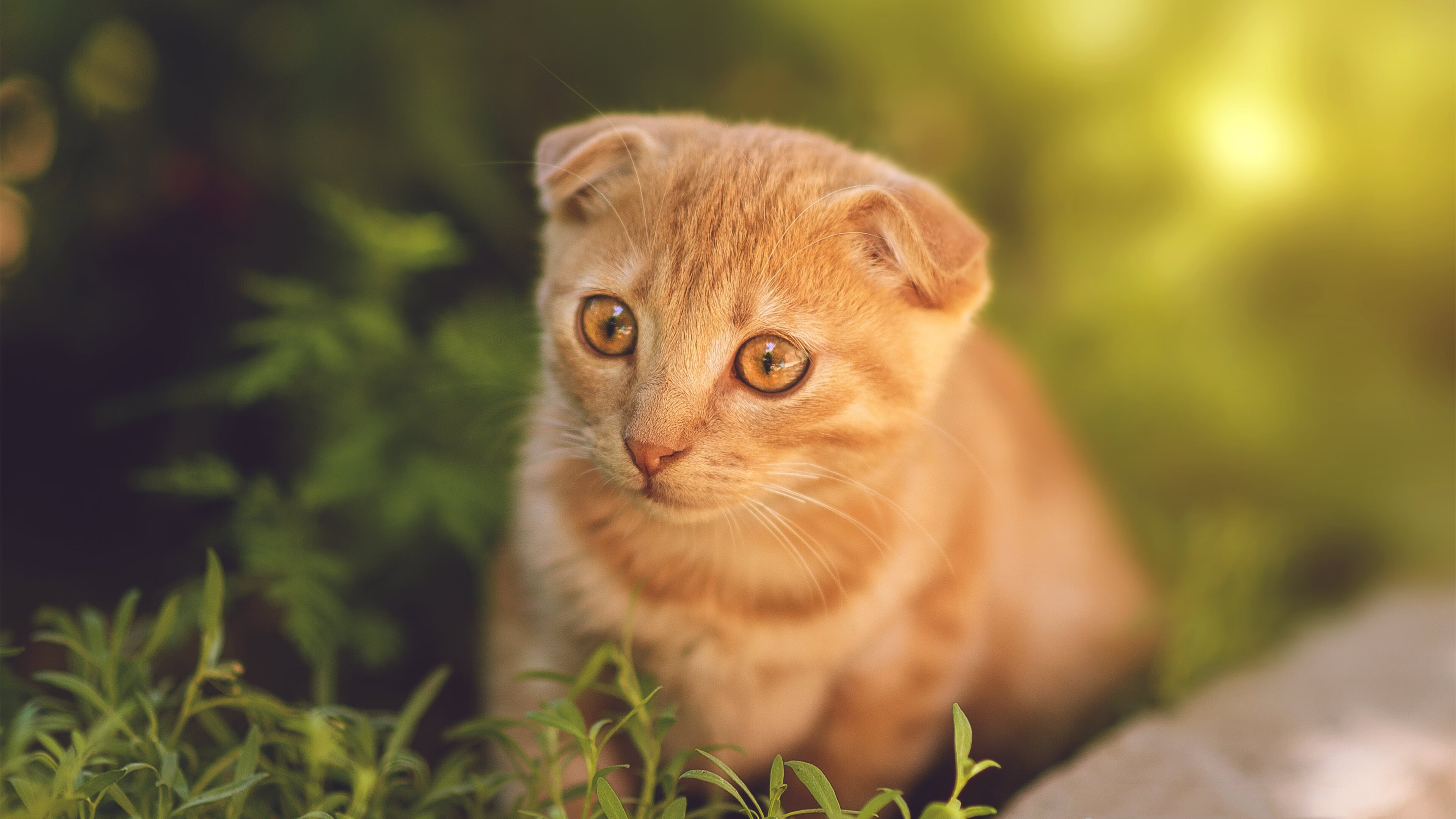 乐鱼官方登录入口-_沙滩极限滑板：海浪与速度的碰撞_，海边滑板冲浪