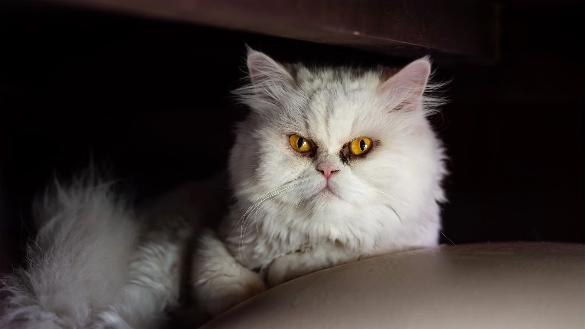 Leyu Sport登录入口-云达不莱梅体验转会市场新趋势，云达不莱梅比赛推迟