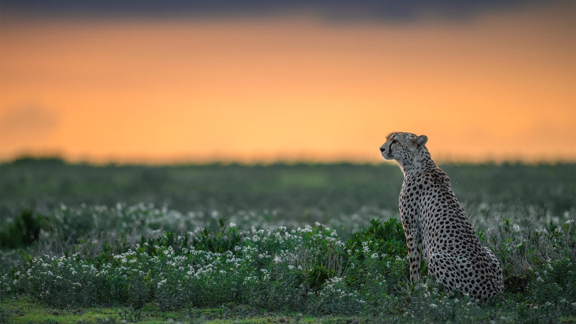 社区健身运动会,全民参与享健康,社区全民健身运动会总结