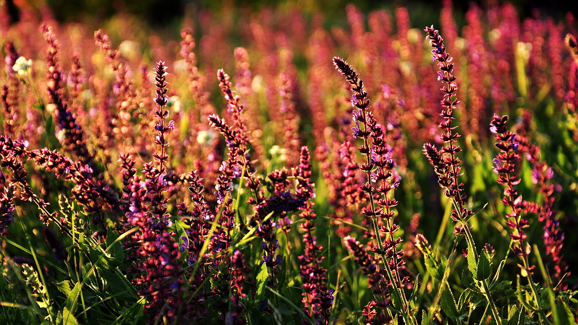 勇士展现团队协作成功逆袭,勇士队团队配合