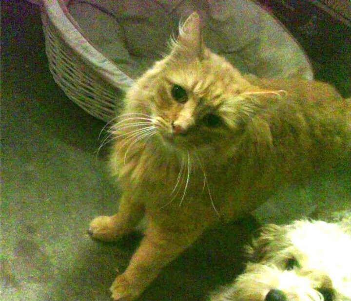 尤文图斯官方宣布引进英格兰天才,尤文图斯新ceo