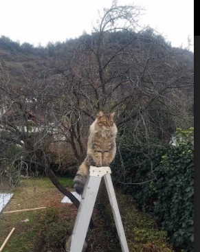 Leyu Sport登录入口-河北华夏幸福大胜深圳佳兆业，中超表现引人注目，河北华夏幸福vs河南建业