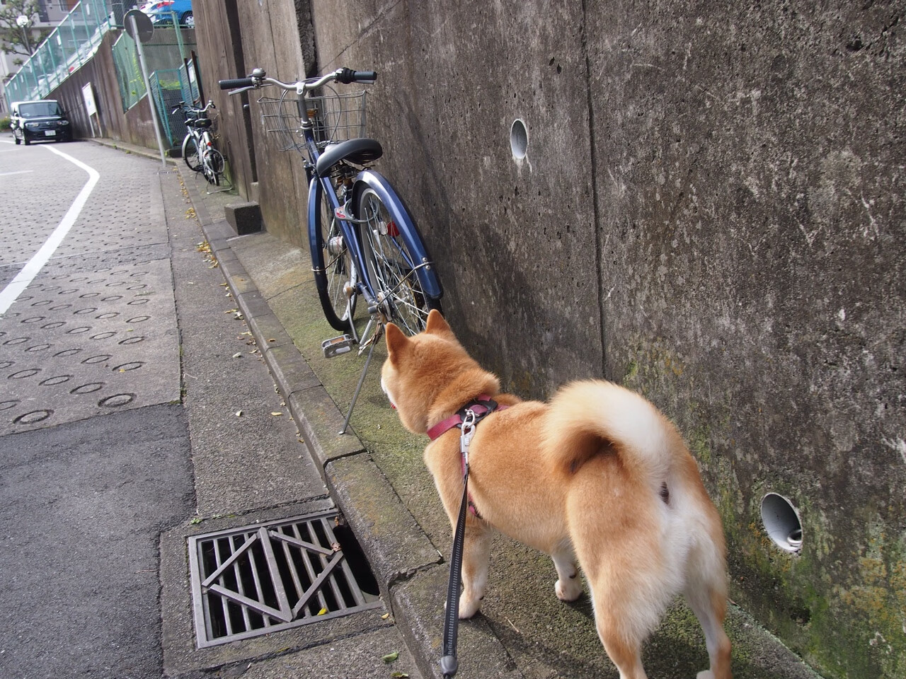 河北华夏幸福球员在场上发挥水平超过预期,河北华夏幸福足球队官网