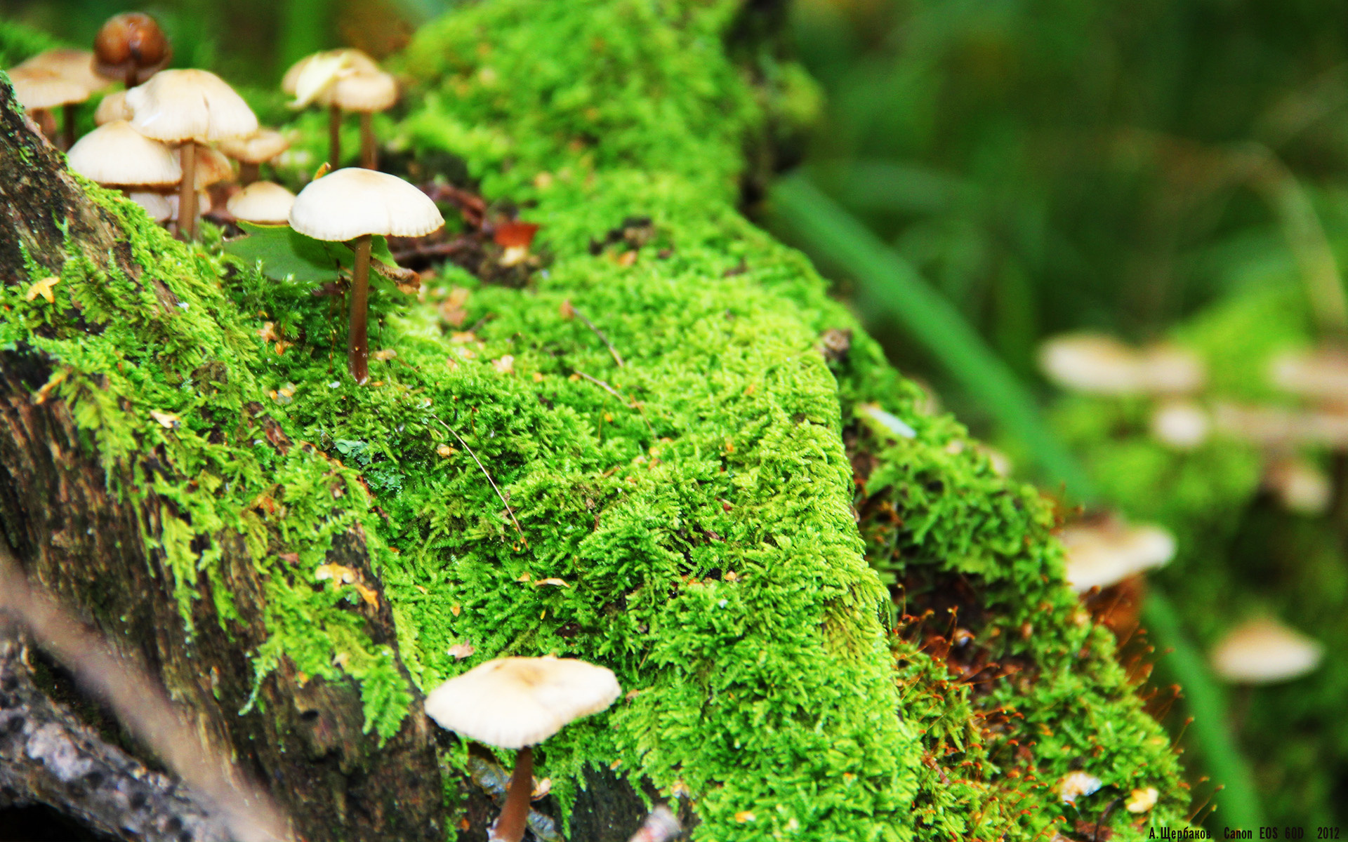 乐鱼娱乐app-黄蜂队签下大牌球员 转会签约正式达成，黄蜂球队以前叫什么