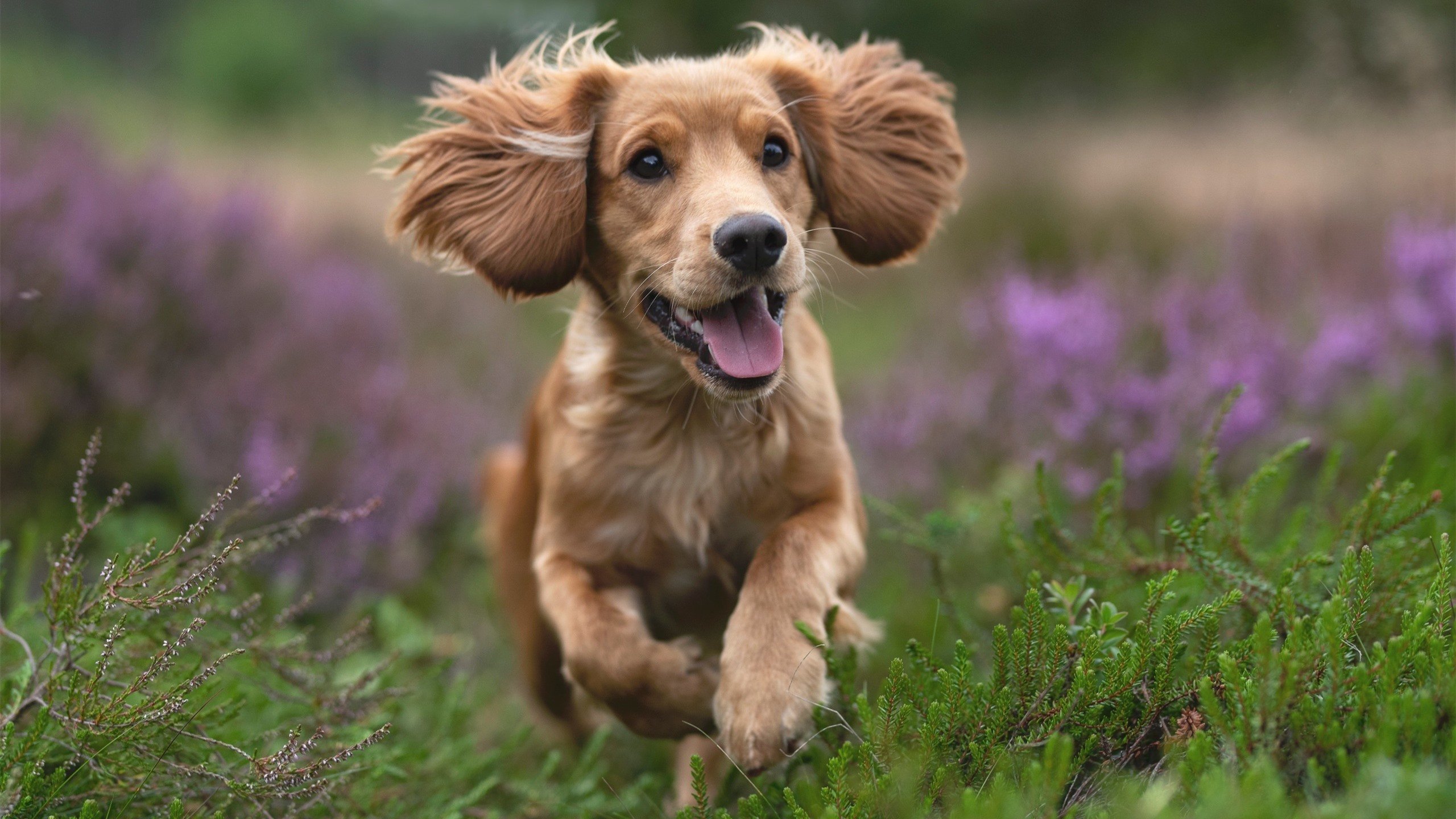 体育赛事市场推广方案,体育赛事的推广