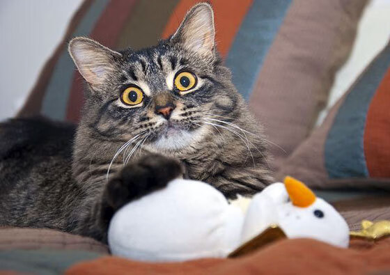 全国青少年棒球锦标赛激烈角逐,中国青少年棒球队