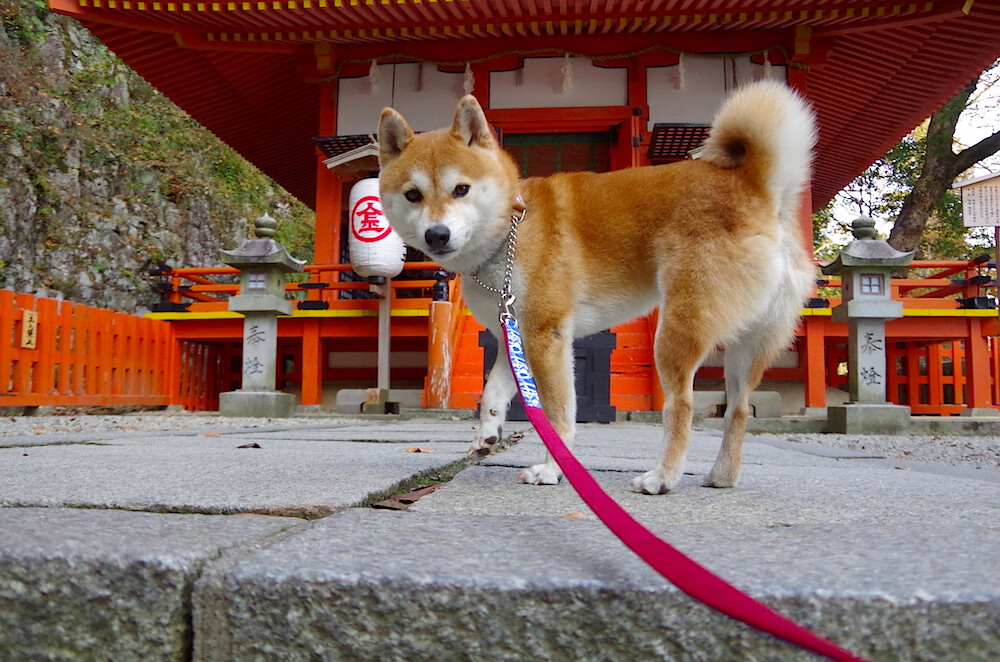 奥运会备战周期训练强度分析报告,奥运会训练多久