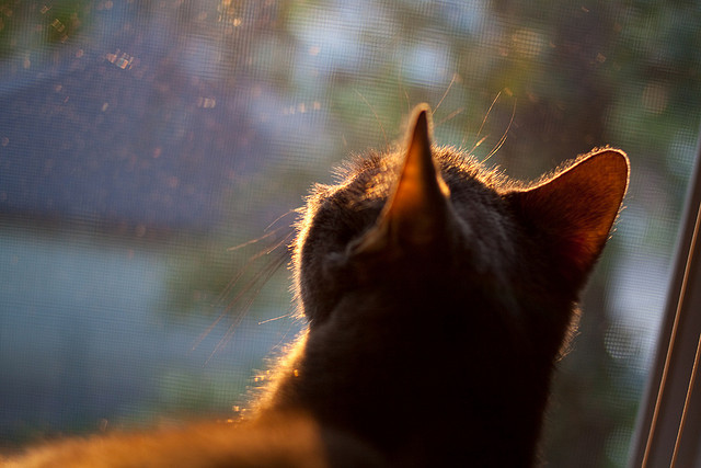 乐鱼电竞在线平台-中国女篮提升防守轮转速度构建铁壁防线，中国女篮练练
