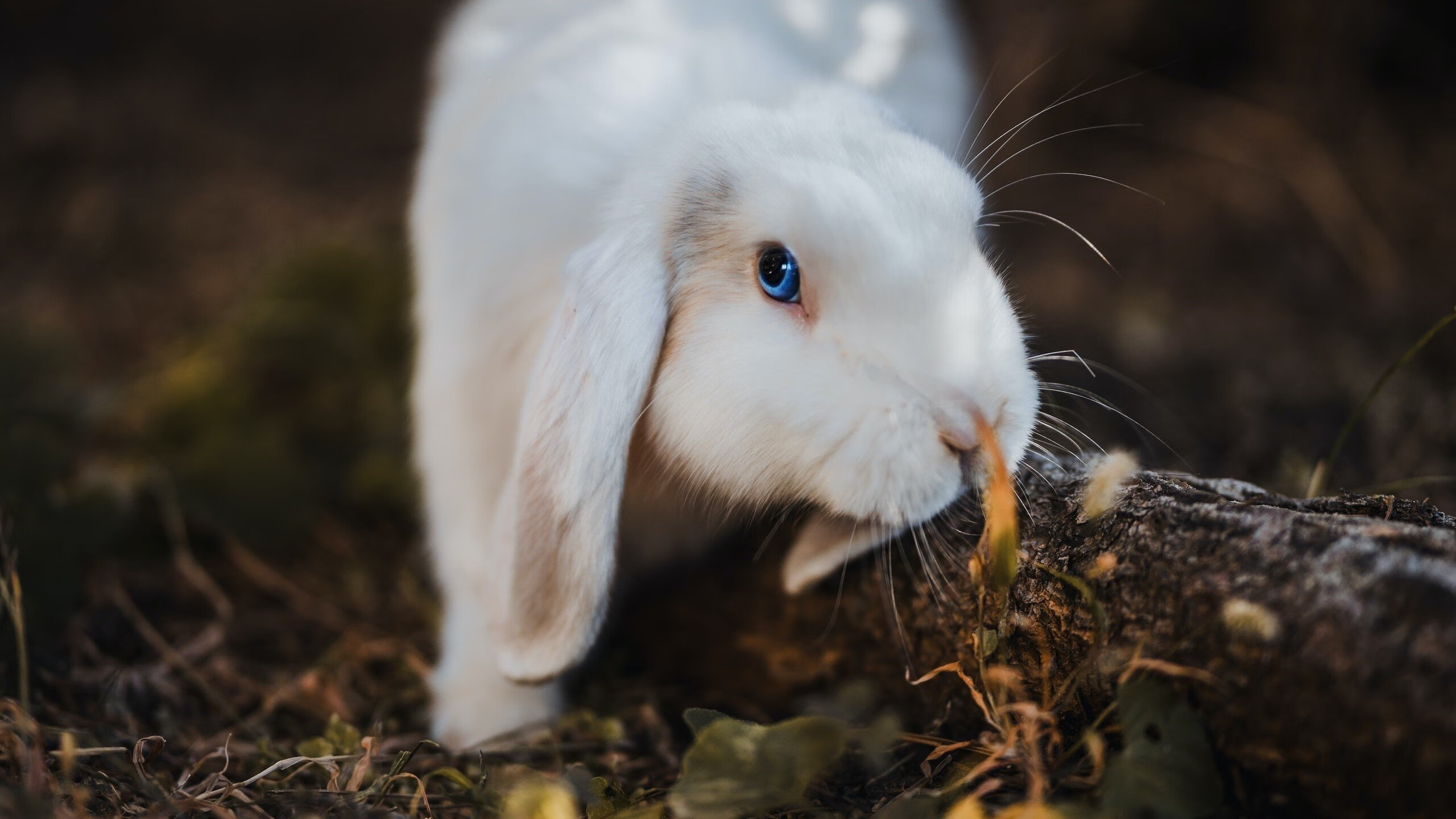 球员心理调节机制尚不完善,球员心态