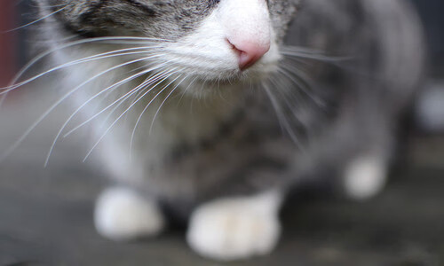 斯洛伐克女篮在欧洲预赛中表现优异,期待奥运资格到手,斯洛伐克女子篮球锦标赛