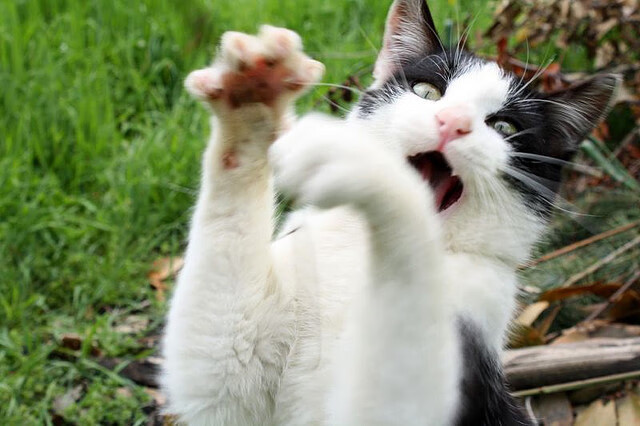 乐鱼电竞在线平台-胡贝特·科斯用坚韧精神挑战极限，胡安·贝坦科特现状