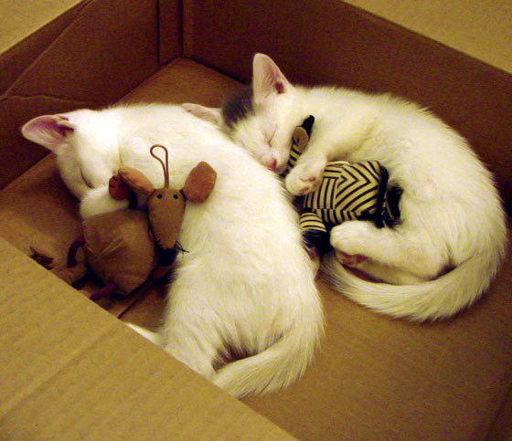 跳水难点克服韩国动作流畅,韩国跳水队的0分没白给