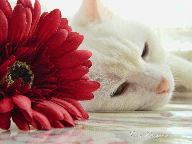 阿根廷新一代崭露头角,国家队未来可期