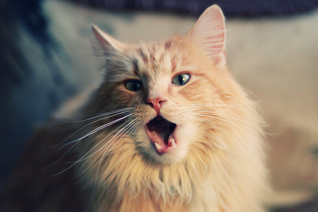 魔术宣布签下发展联盟得分手尝试新组合,发展联盟有哪些球队